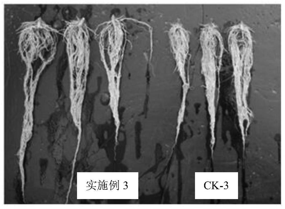 Root-promoting and seedling-raising suspension type liquid fertilizer and preparation method and application thereof