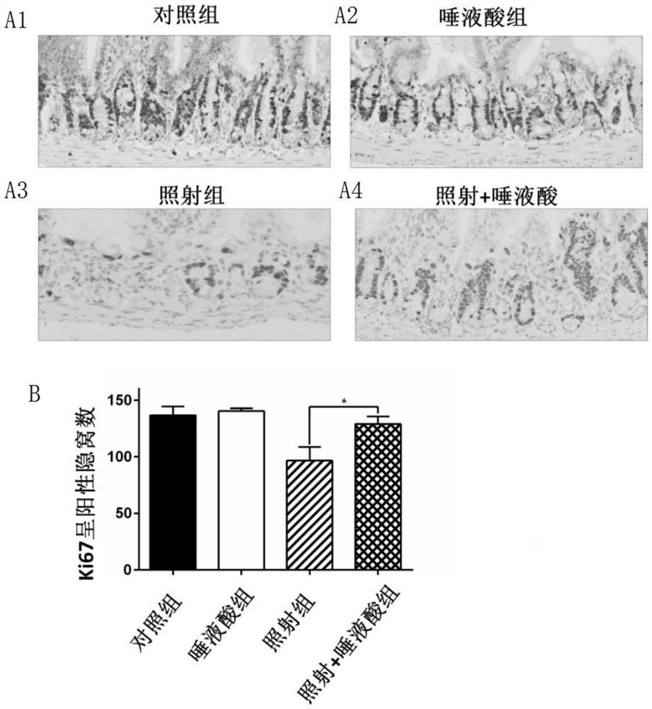 Application of sialic acid in the preparation of protective drugs for intestinal tract or dna damage caused by ionizing radiation