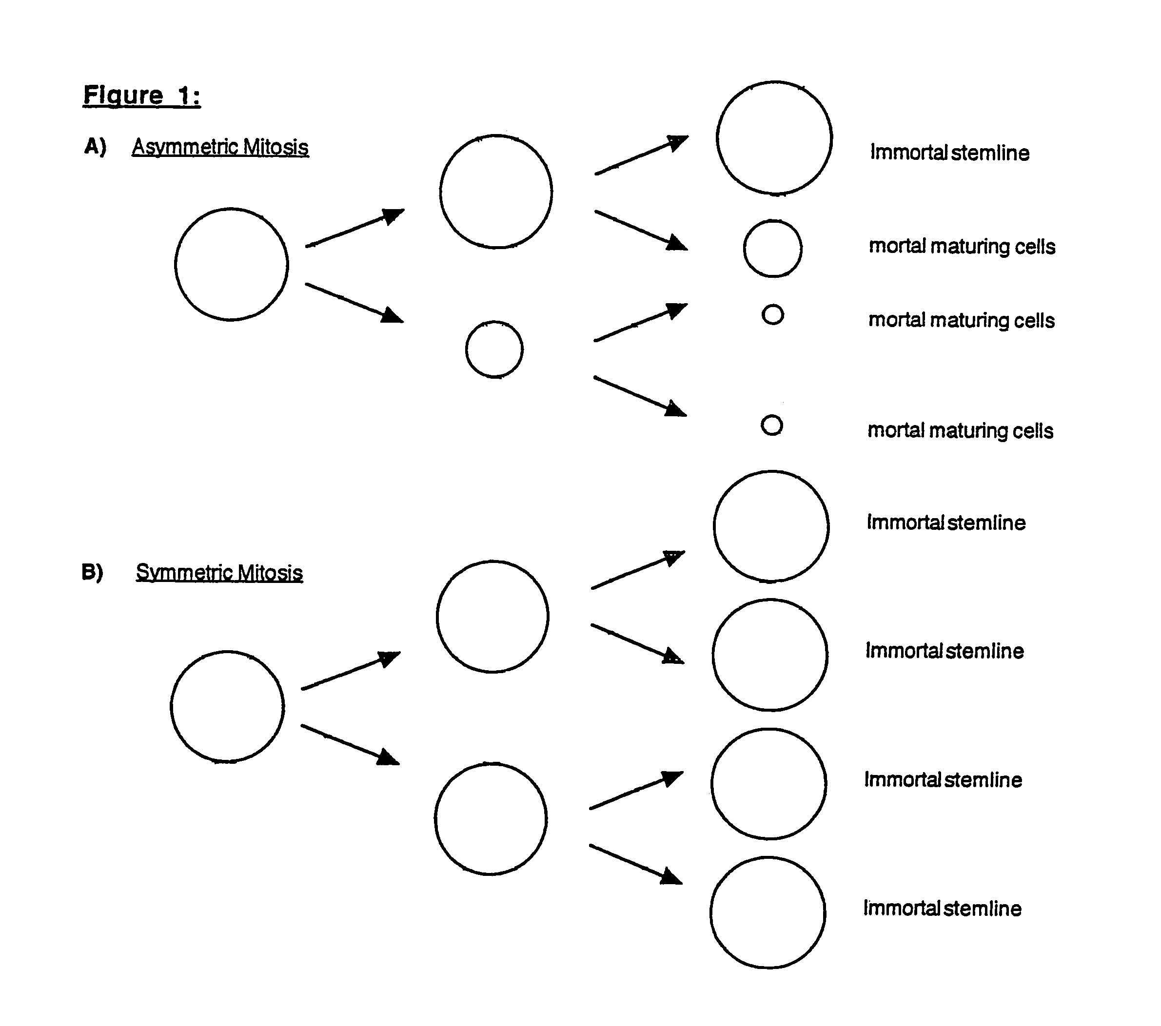 Methods of cancer therapy targeted against a cancer stem line