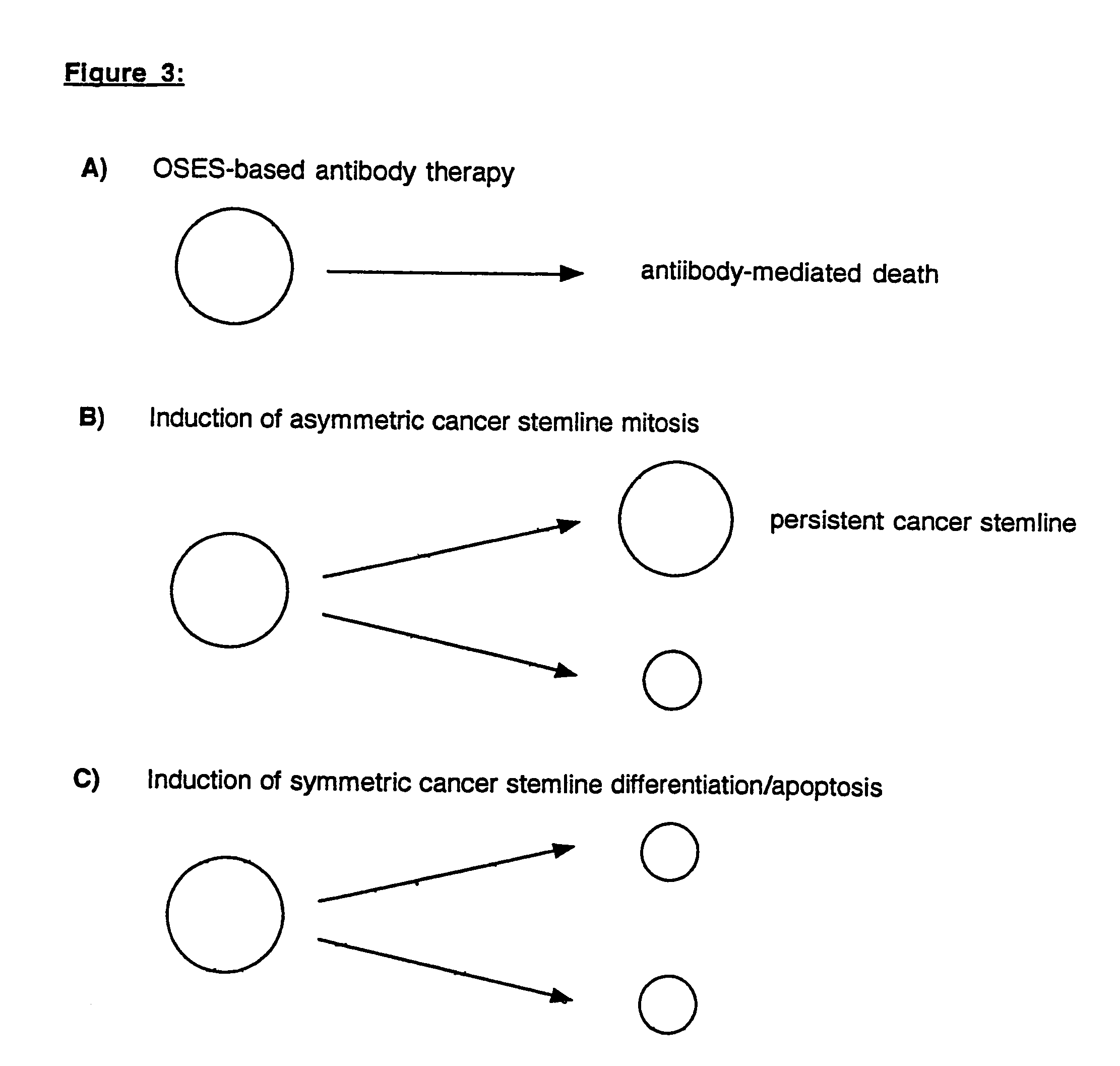 Methods of cancer therapy targeted against a cancer stem line