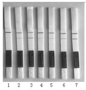 Swine-derived reference gene and application thereof in internal control nucleic acid test strip