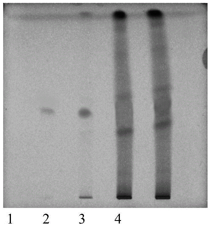 A kind of TLC rapid identification method of lime