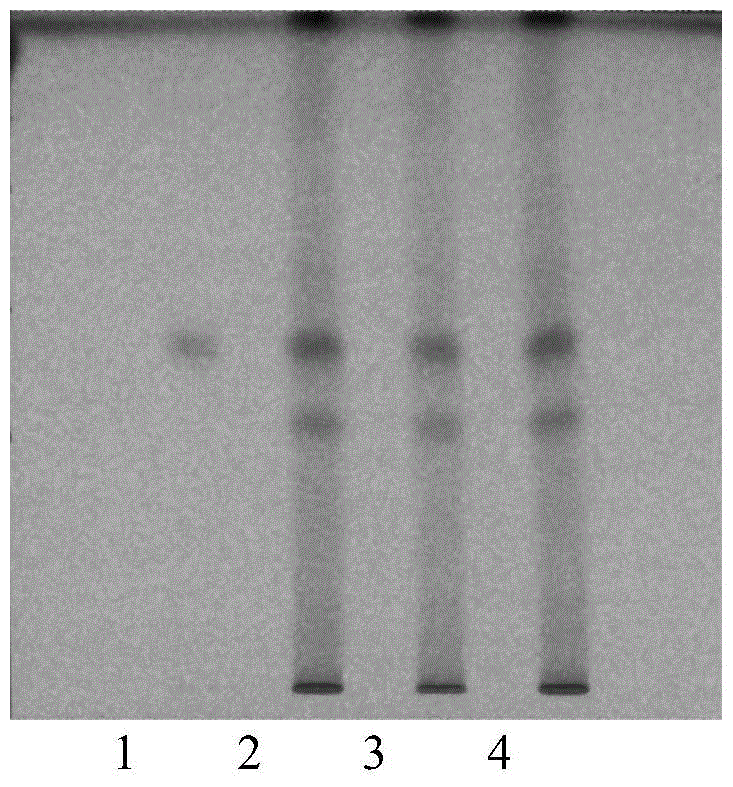 A kind of TLC rapid identification method of lime