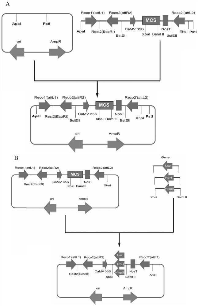 Polygene vector system and application thereof