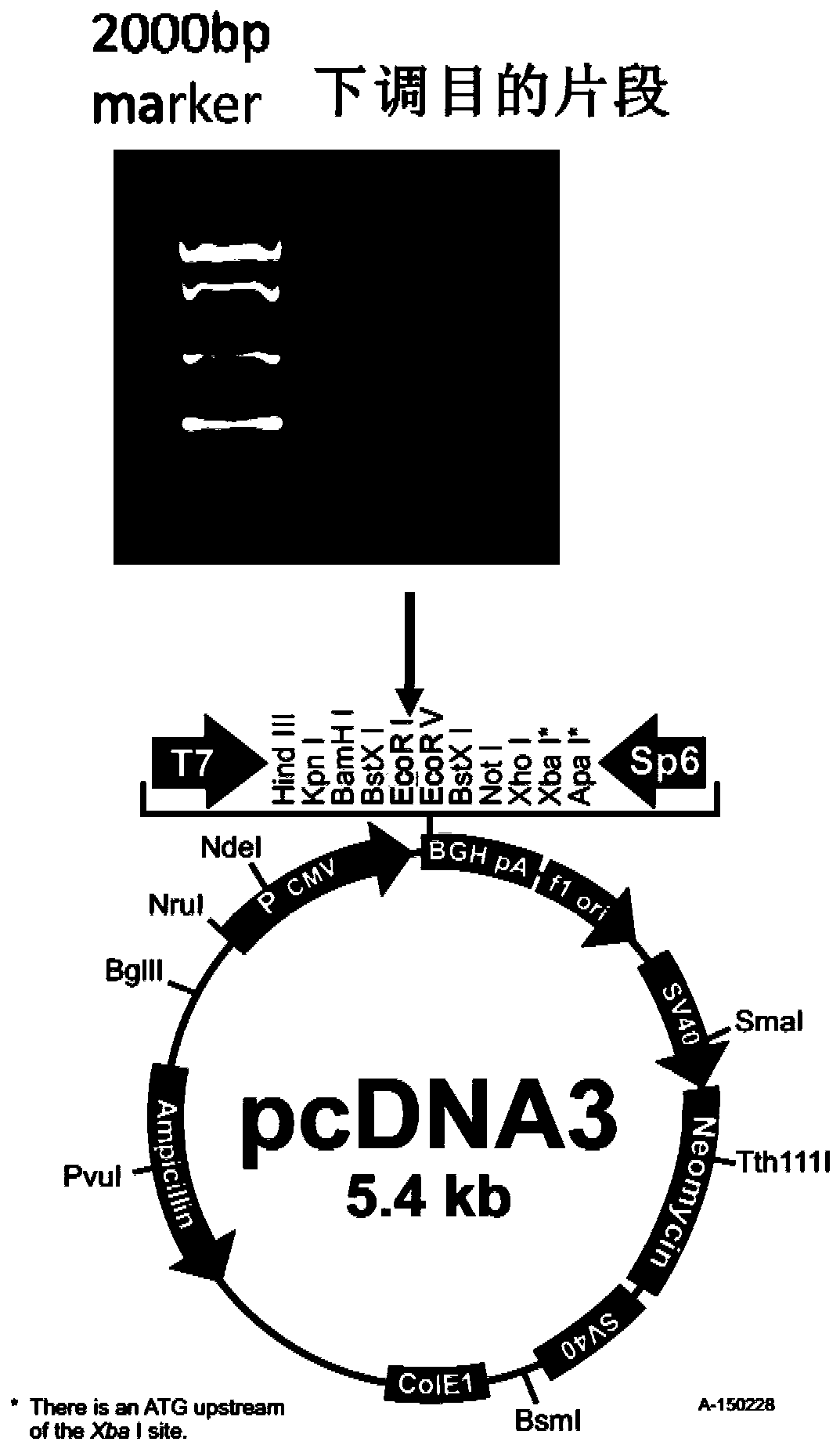 Nucleic Acids and Their Uses