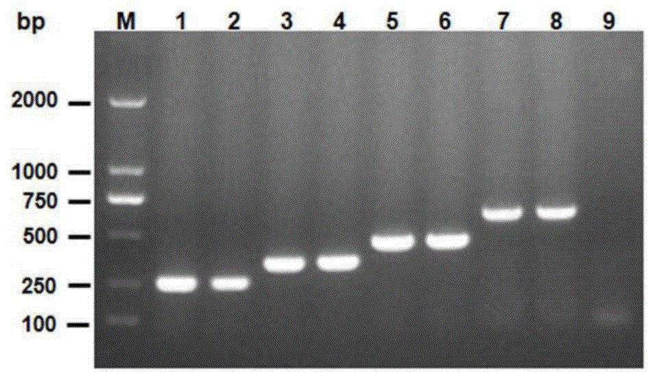 Escherichia coli O1, O2, O18 and O78 serotype detection kit and detection method thereof
