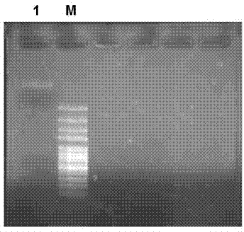 Sphingomonas alginate lyase gene ZH0-II as well as prokaryotic expression vector and application thereof