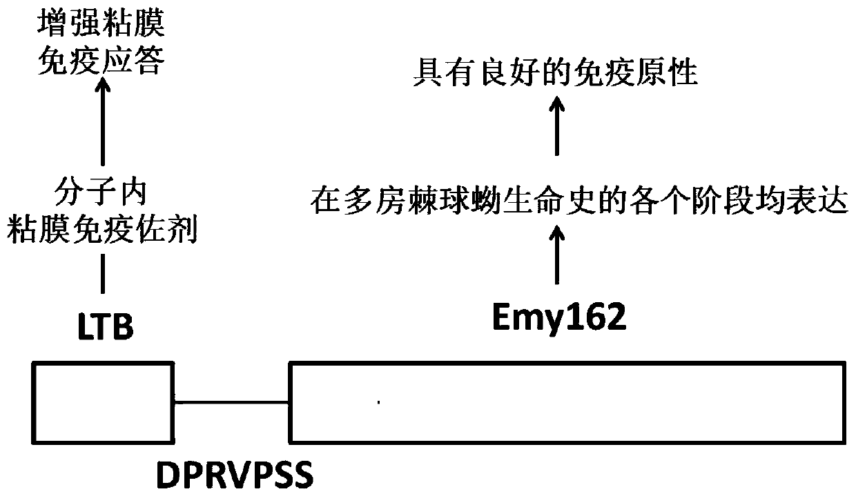 Design, preparation method and application of a multilocular hydatid subunit vaccine ltb-emy162