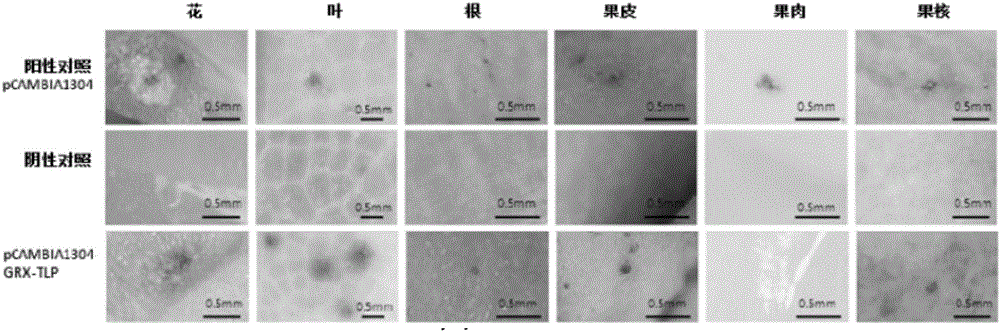 Litchi leaf specific expression gene LcGRX promoter and application thereof