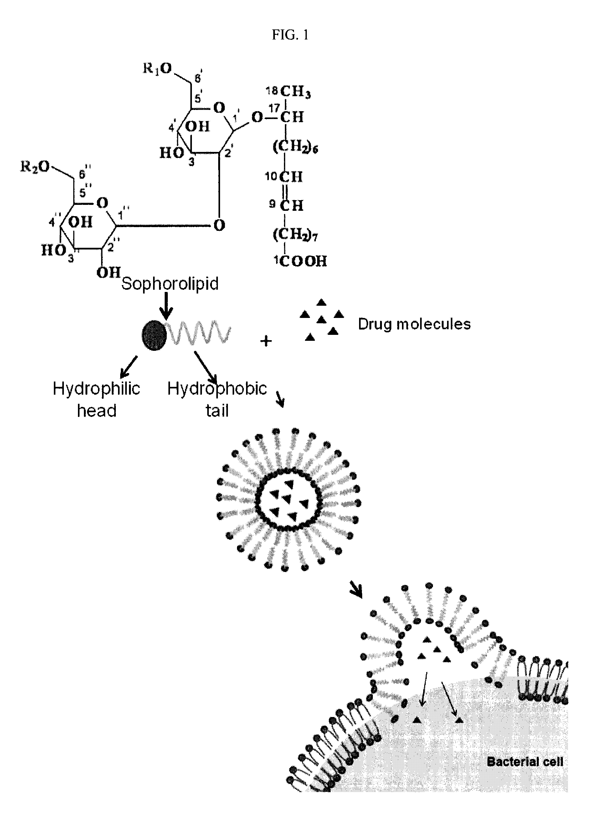 Pharmaceutical composition comprising sophorolipid in combination with an antibiotic