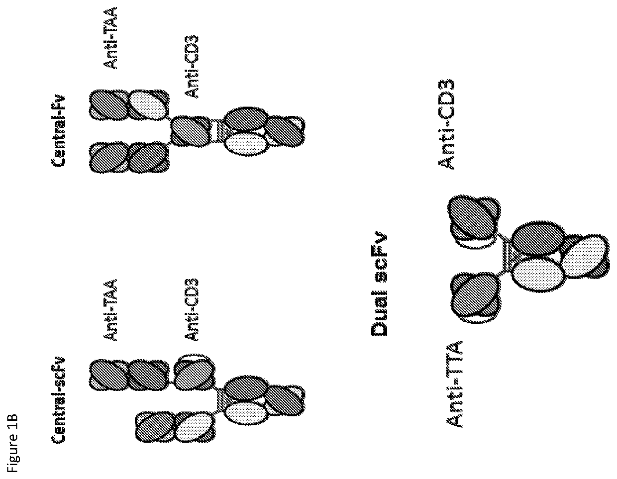 Heterodimeric antibodies that bind CD3 and tumor antigens