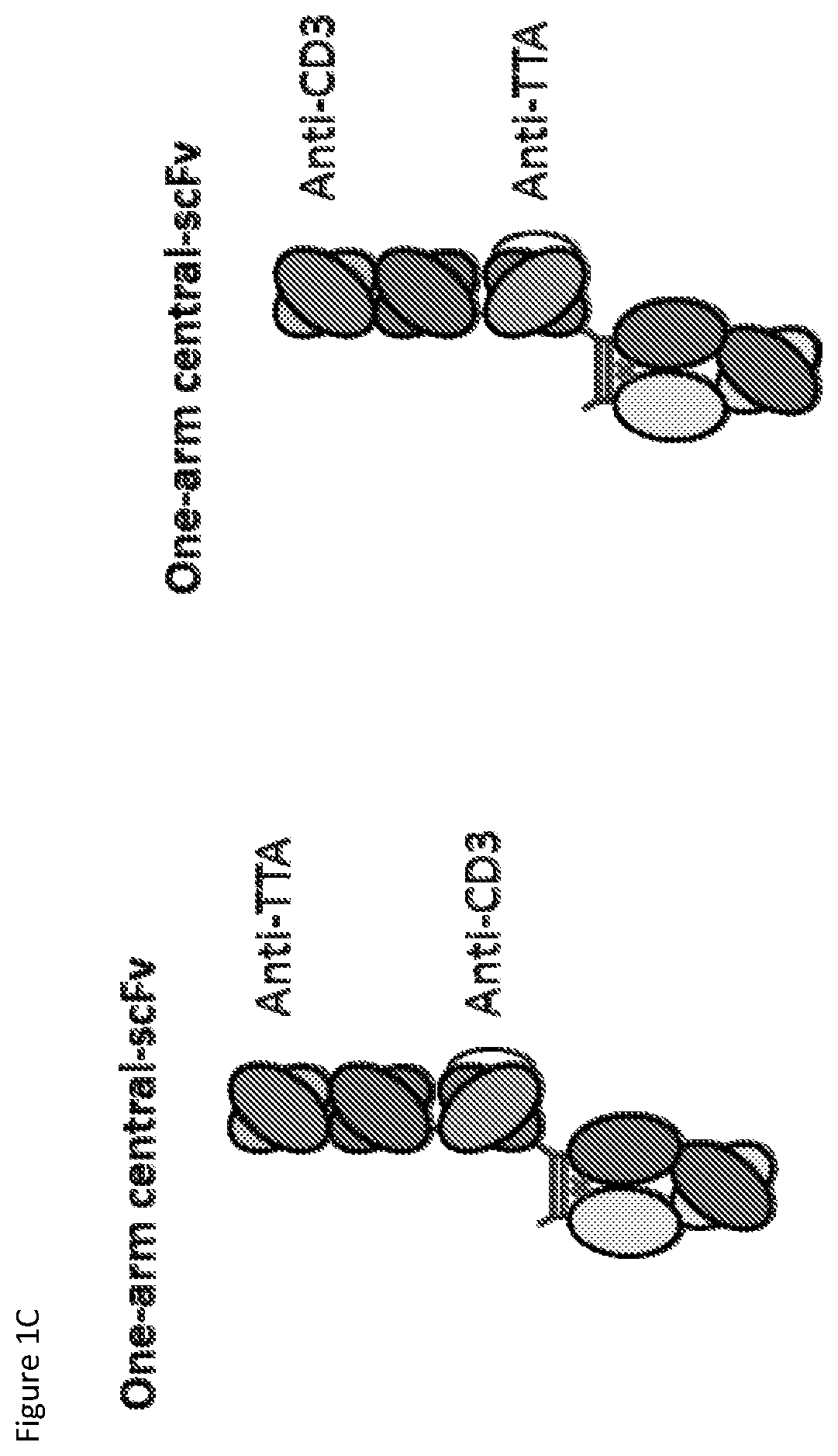 Heterodimeric antibodies that bind CD3 and tumor antigens