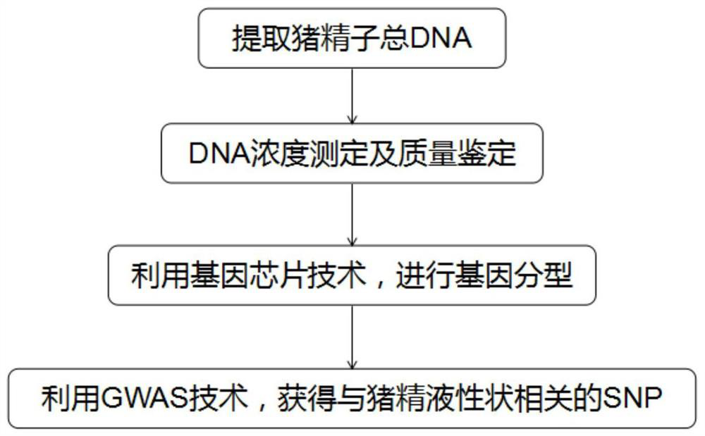 A molecular marker associated with boar sperm concentration traits