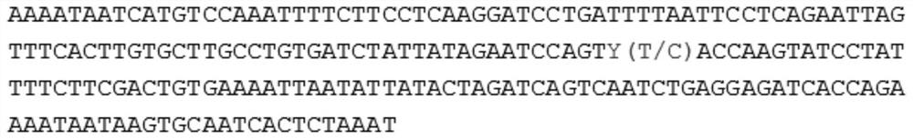 A molecular marker associated with boar sperm concentration traits