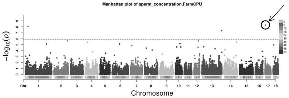 A molecular marker associated with boar sperm concentration traits