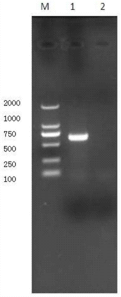Absolute fluorescent quantitative polymerase chain reaction (PCR) primer pair, probe and method for determining growth titer of mycoplasma hyopneumoniae