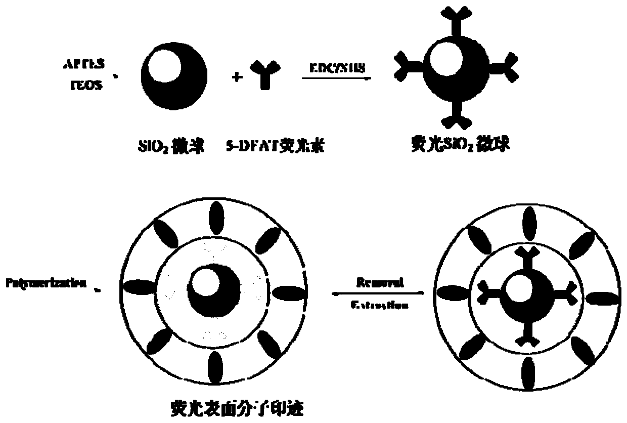 Preparation method of neonicotinoid pesticide fluorescent molecularly imprinted polymer microspheres