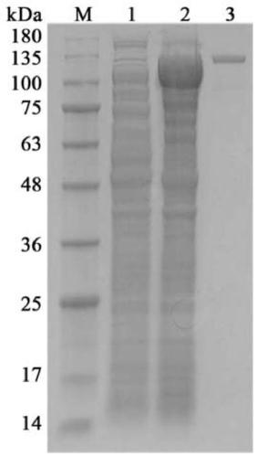Deep sea derived strain as well as encoded beta-galactosidase gene and application thereof