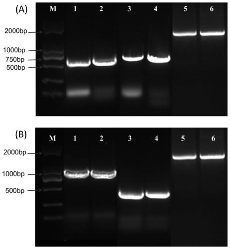 A high-yielding specific functional oligopeptide enzyme derived from Aspergillus niger and its engineering bacteria