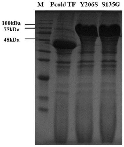 A high-yielding specific functional oligopeptide enzyme derived from Aspergillus niger and its engineering bacteria