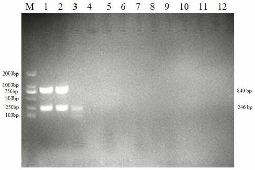 Porcine epidemic diarrhea virus G1/G2 type RT-PCR identification primer set and diagnostic kit thereof