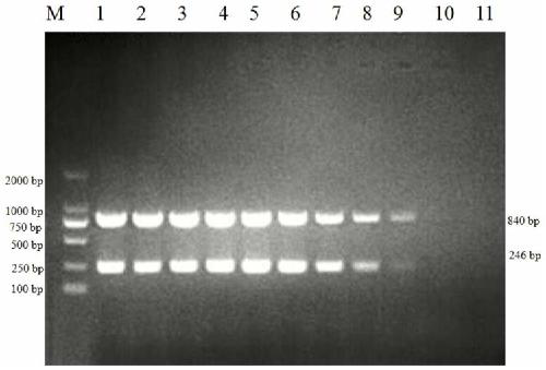 Porcine epidemic diarrhea virus G1/G2 type RT-PCR identification primer set and diagnostic kit thereof