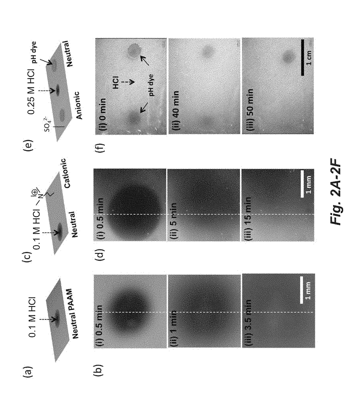 Potential gradient amplified detection of chemical agents