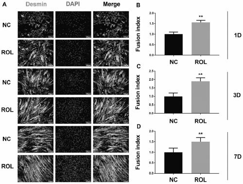 Differentiation promoting reagent YYQ1 capable of obviously promoting differentiation of mouse C2C12 myoblasts through external addition