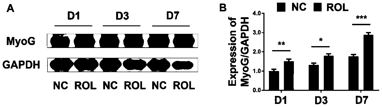 Differentiation promoting reagent YYQ1 capable of obviously promoting differentiation of mouse C2C12 myoblasts through external addition