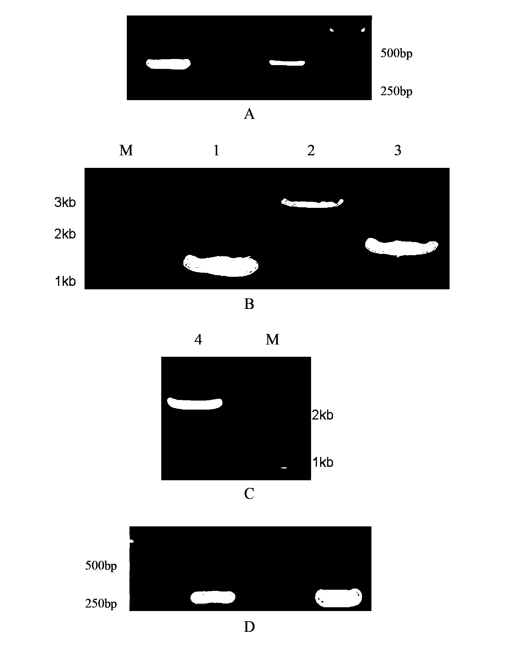 DNA fragment related to drought tolerance and alkali resistance of plant and application thereof