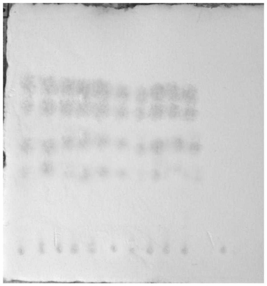 TLC identification method of radix stemonae in compound siraitia grosvenorii cough-relieving granules