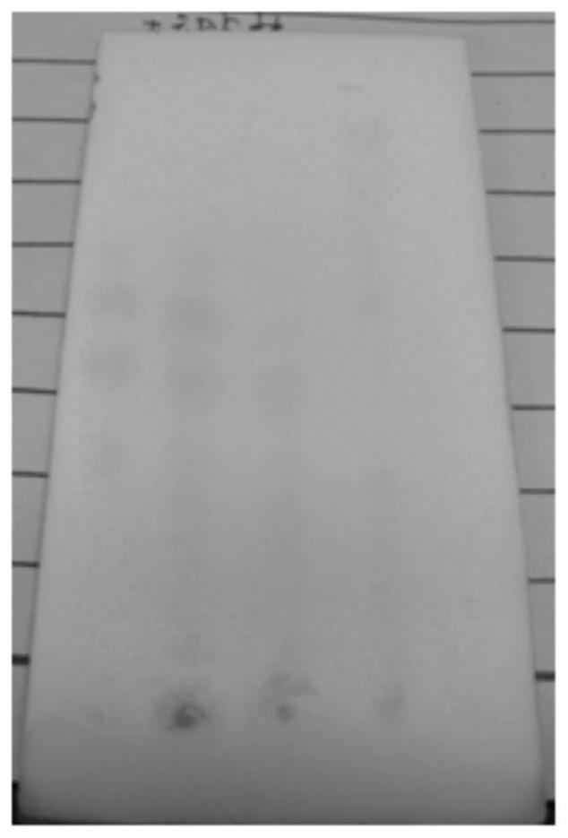 TLC identification method of radix stemonae in compound siraitia grosvenorii cough-relieving granules