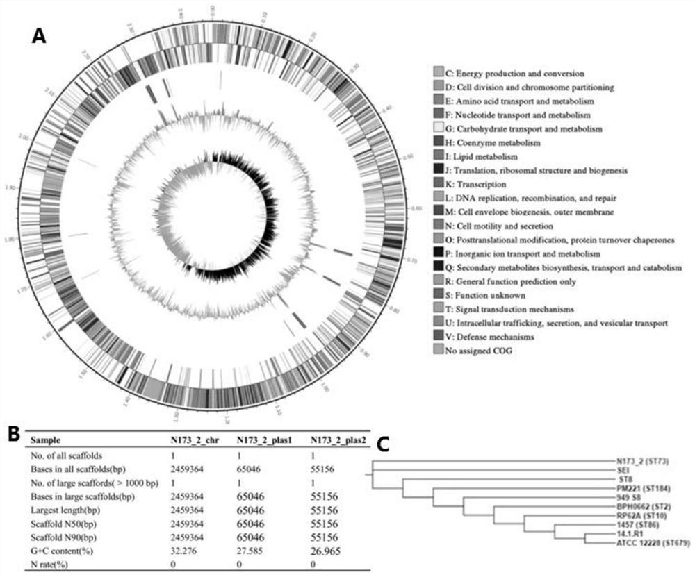 A strain of Staphylococcus epidermidis with broad-spectrum antibacterial activity against Gram-positive drug-resistant bacteria and its screening method and application