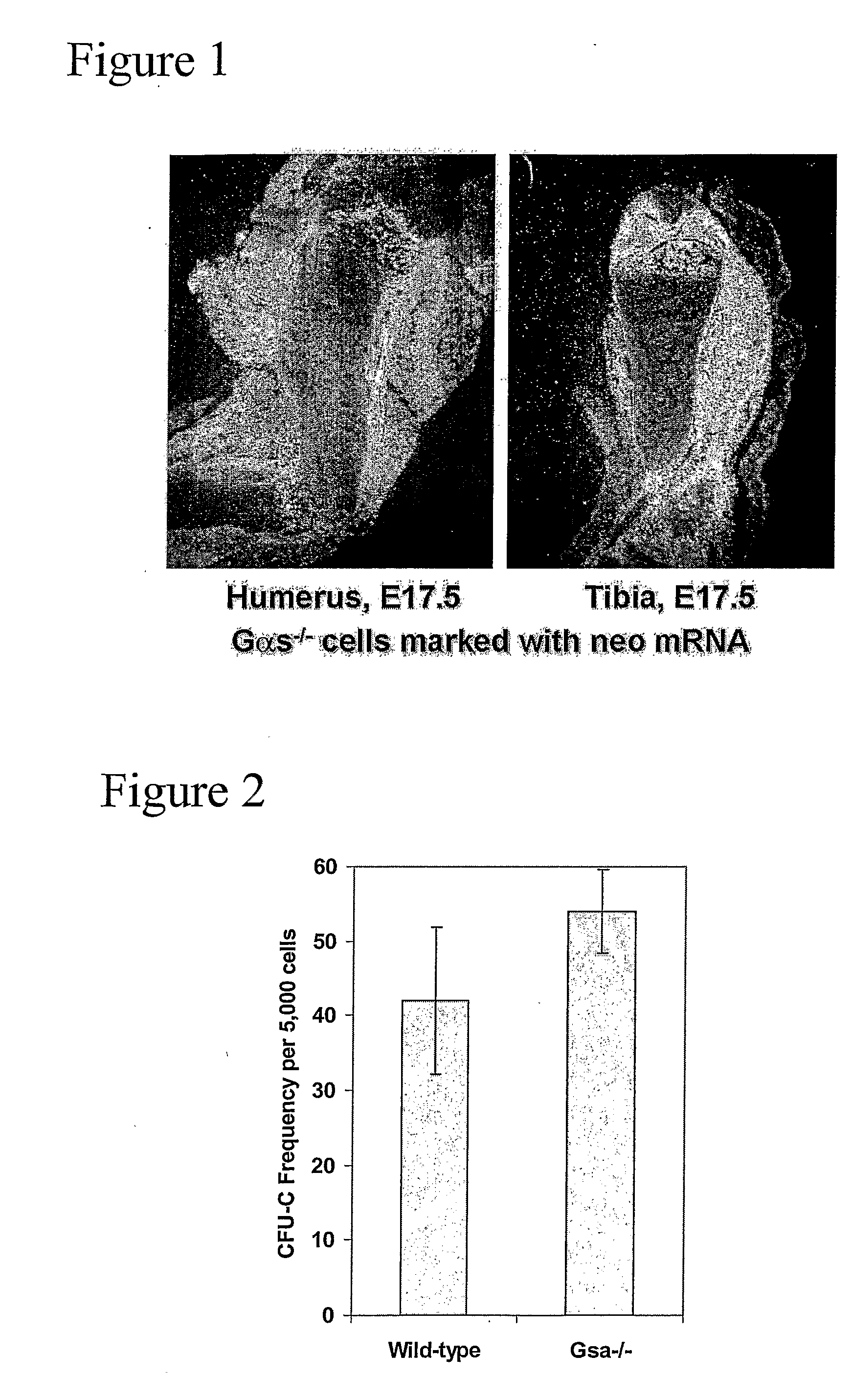 Methods and Compositions for Increasing Stem Cell Homing Using Gas Activators