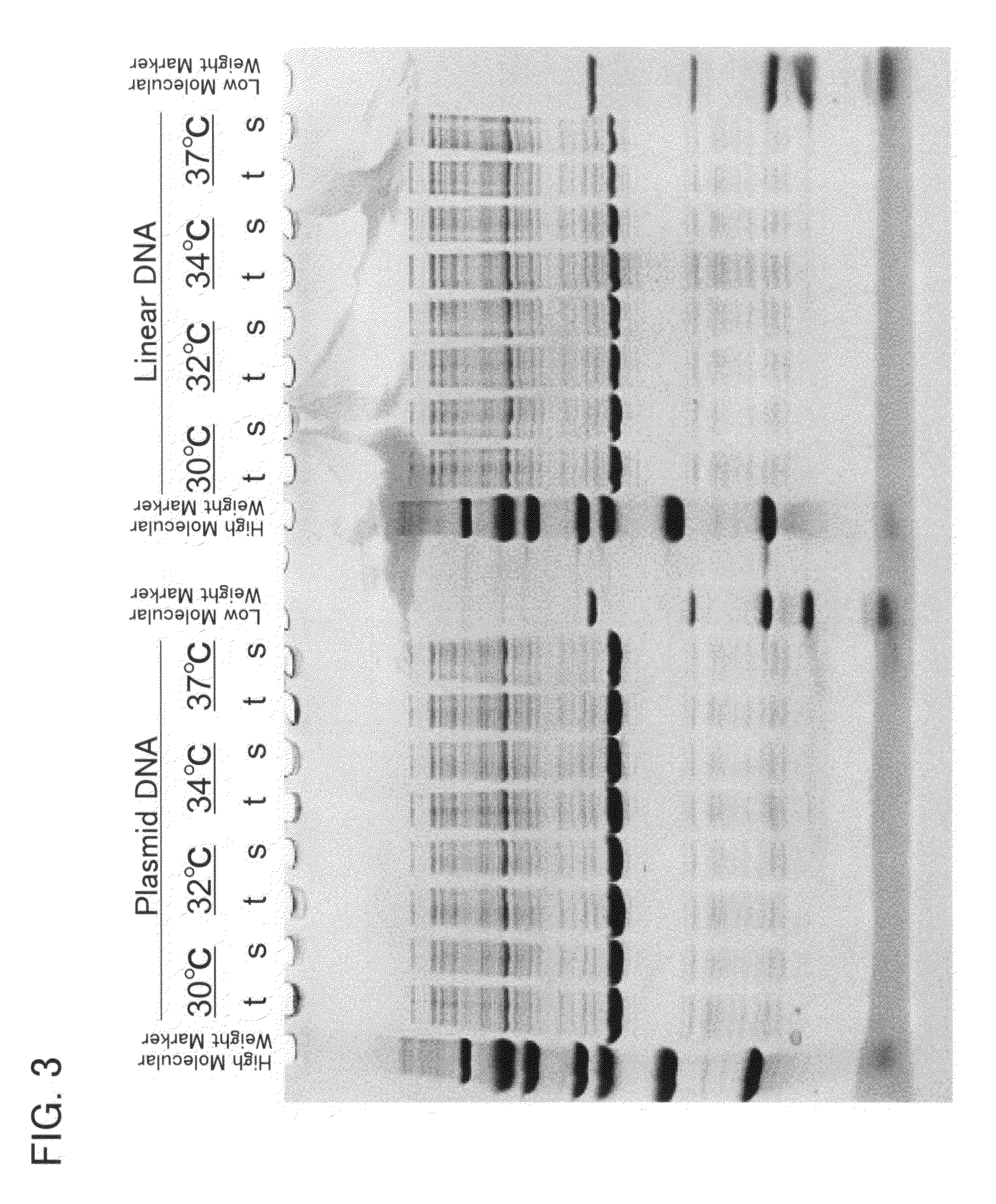 Cell-free protein synthesis method with the use of linear template DNA and cell extract therefor