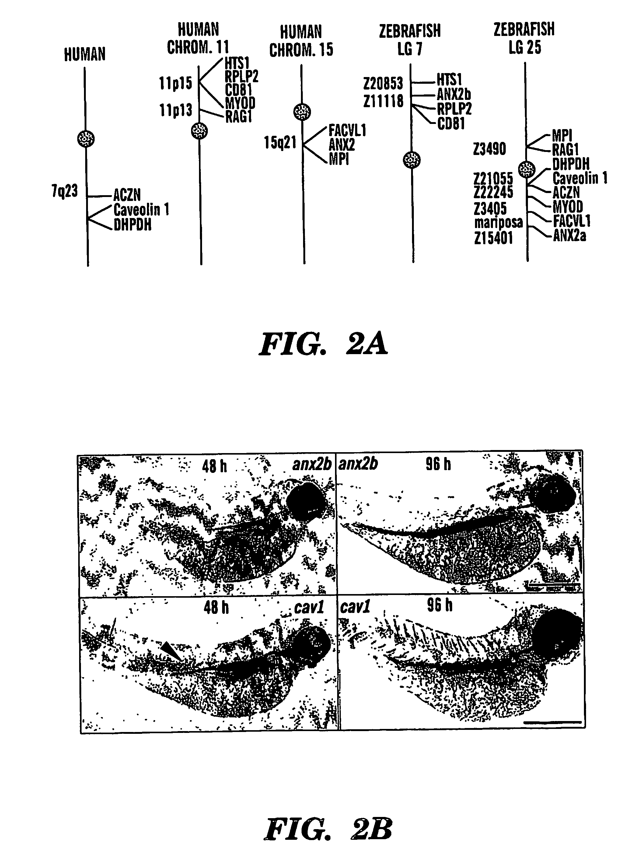 Methods and compositions for inhibiting cholesterol uptake