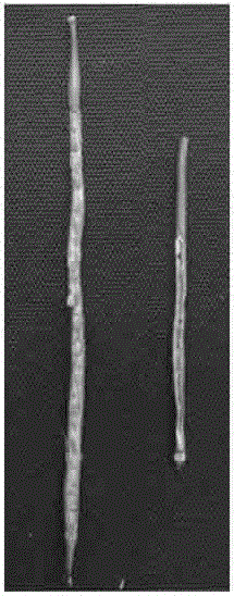 Method for culturing male sterile plant through virus-induced gene silencing system