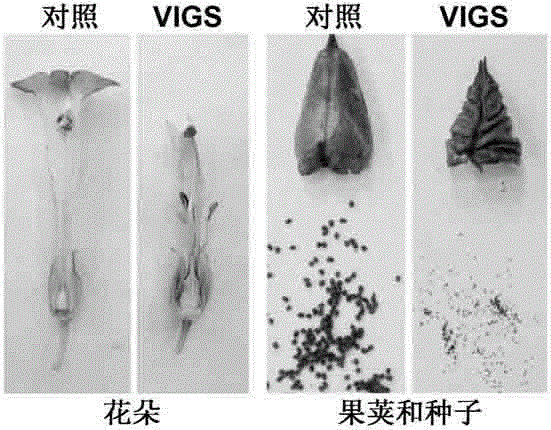 Method for culturing male sterile plant through virus-induced gene silencing system