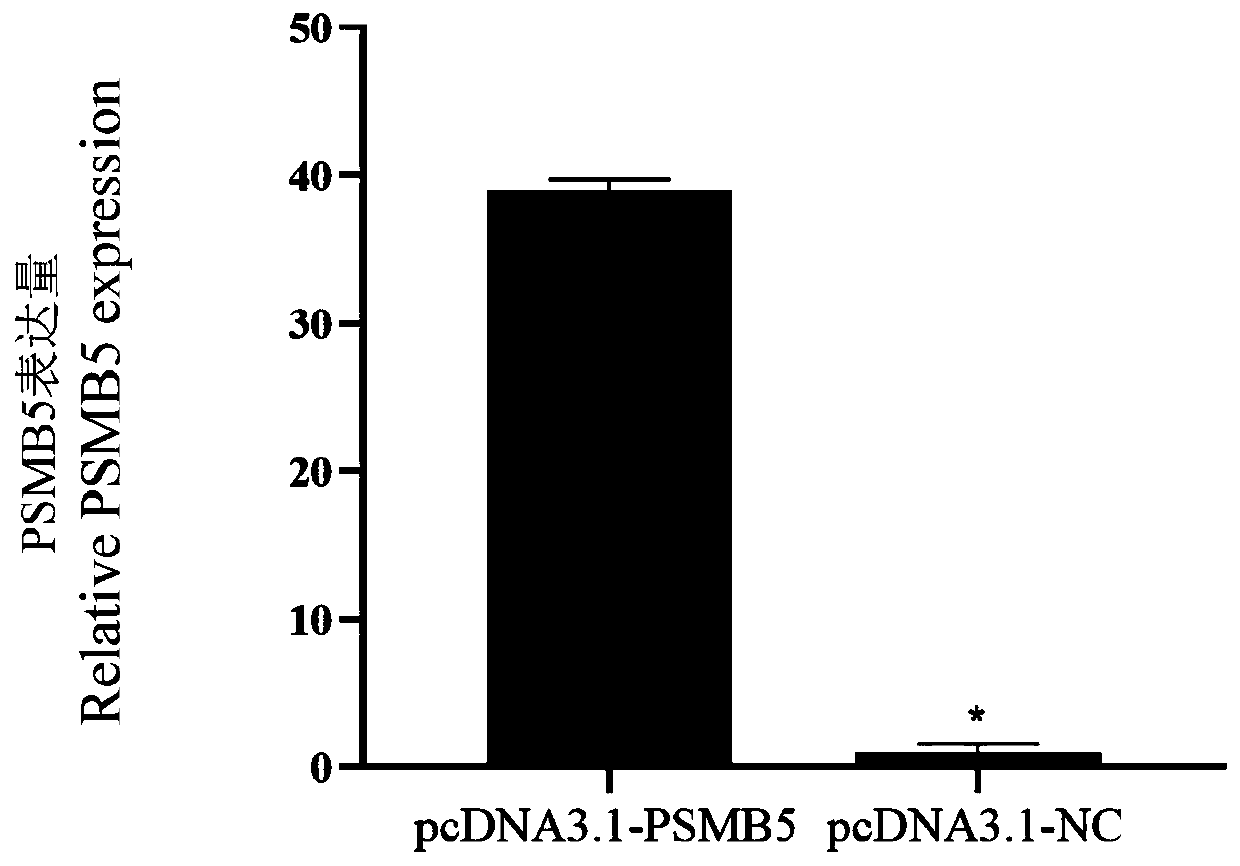 Method for promoting myogenic differentiation of bovine skeletal muscle satellite cells by overexpression of PSMB5