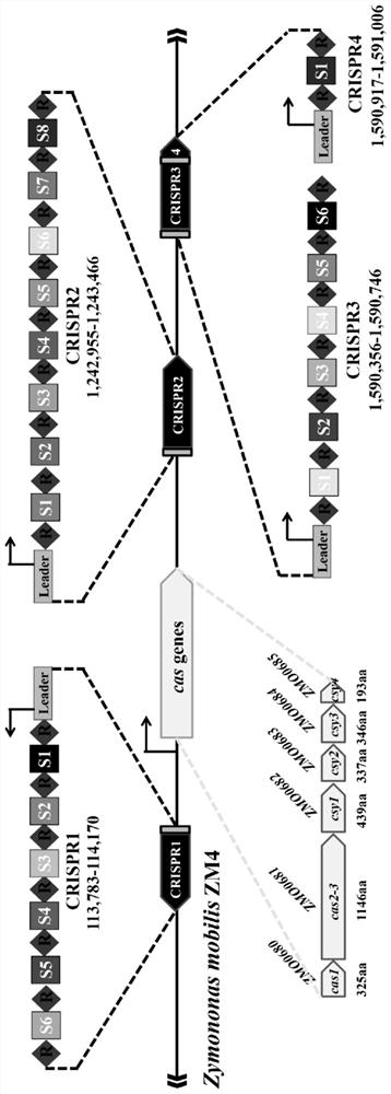 A genome editing method based on the endogenous CRISPR-Cas system of Zymomonas mobilis and its application