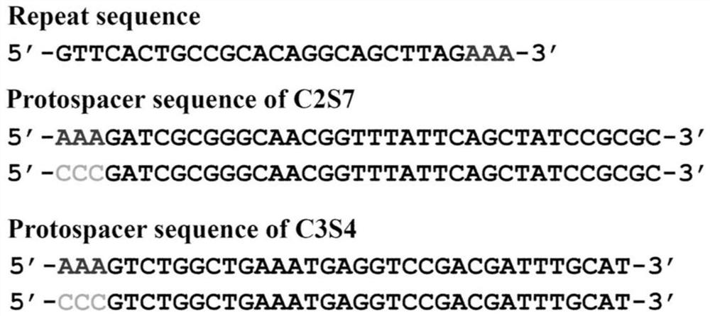 A genome editing method based on the endogenous CRISPR-Cas system of Zymomonas mobilis and its application