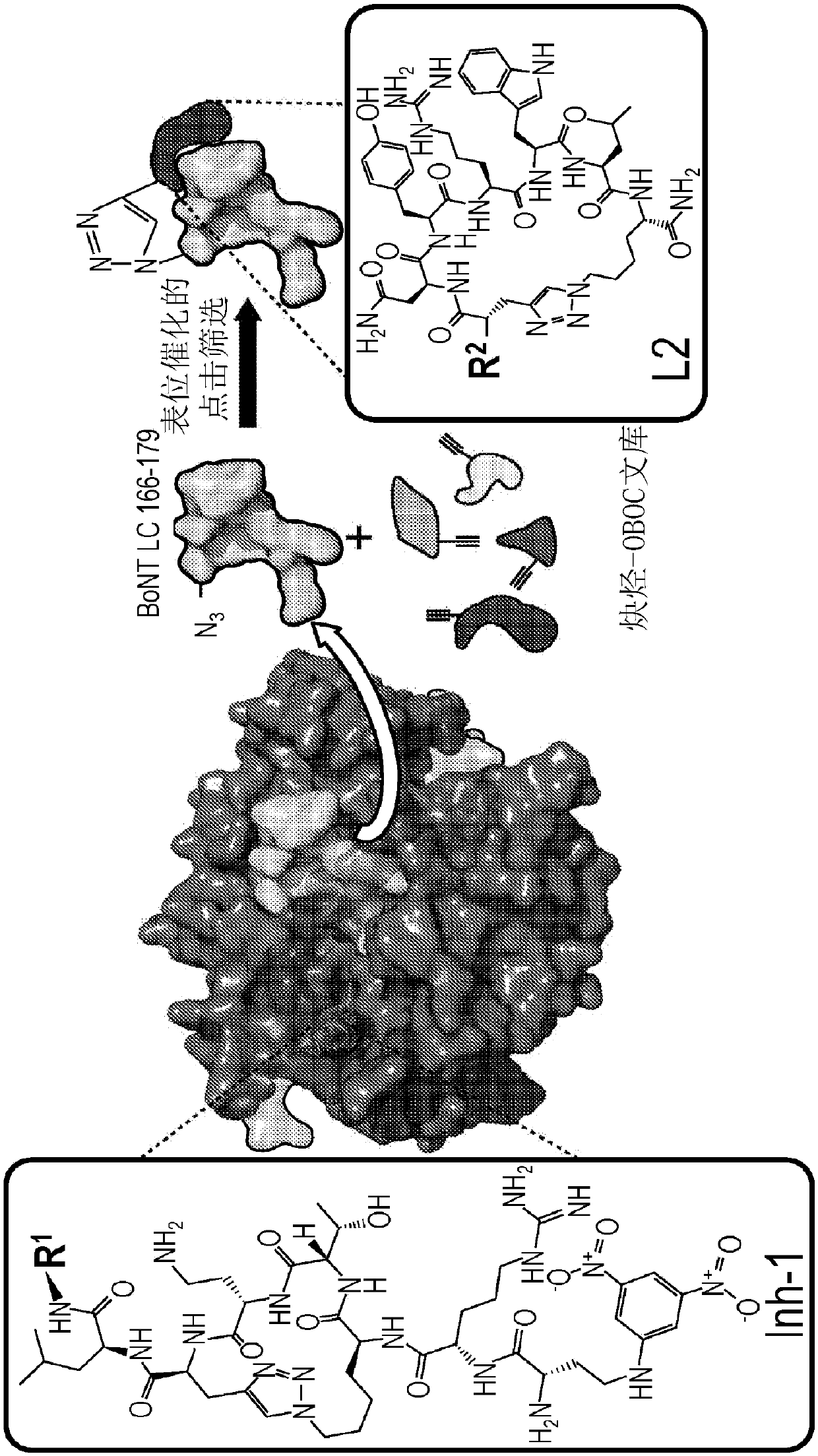 Botulinum neurotoxin-specific capture agents, compositions, and methods of using and making