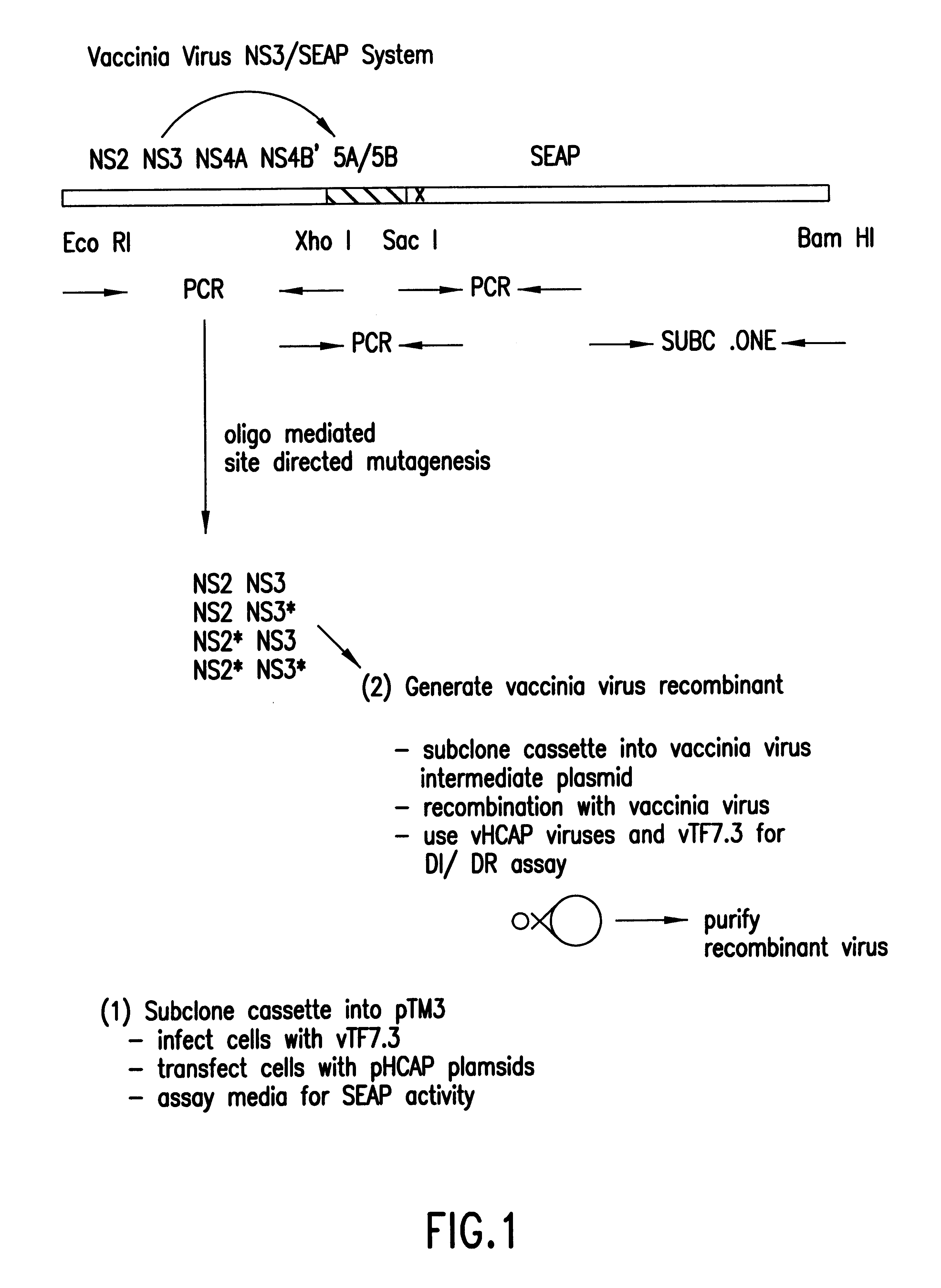 Reporter gene system for use in cell-based assessment of inhibitors of the Hepatitis C virus protease