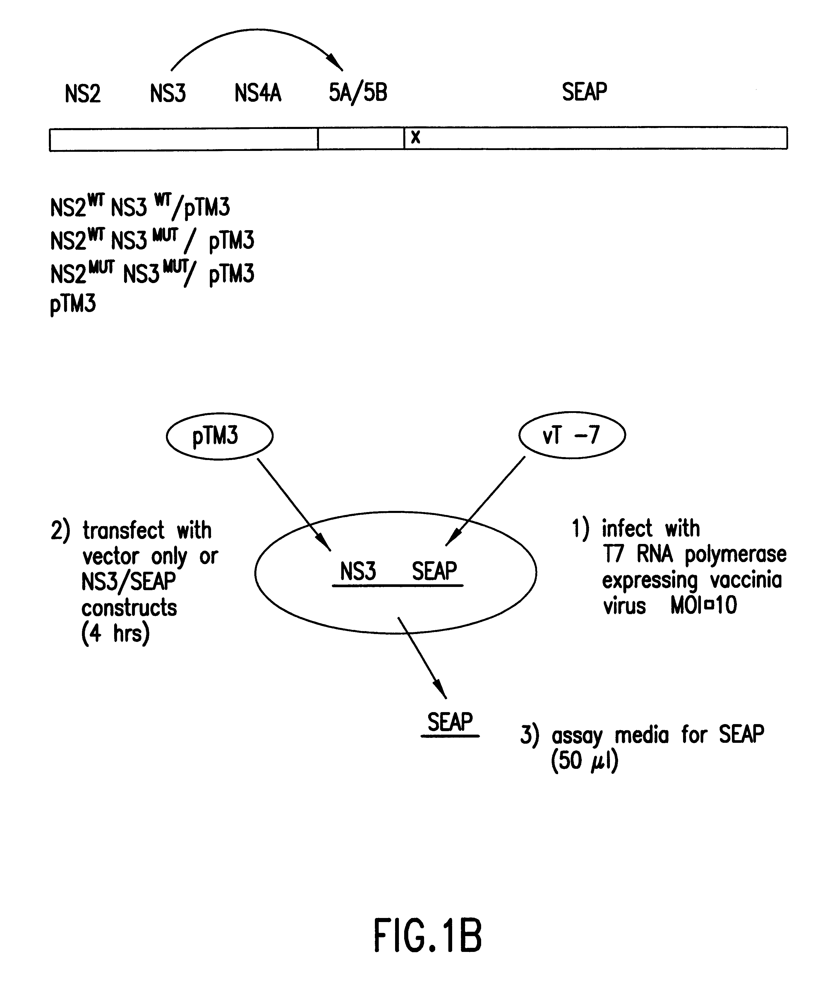 Reporter gene system for use in cell-based assessment of inhibitors of the Hepatitis C virus protease