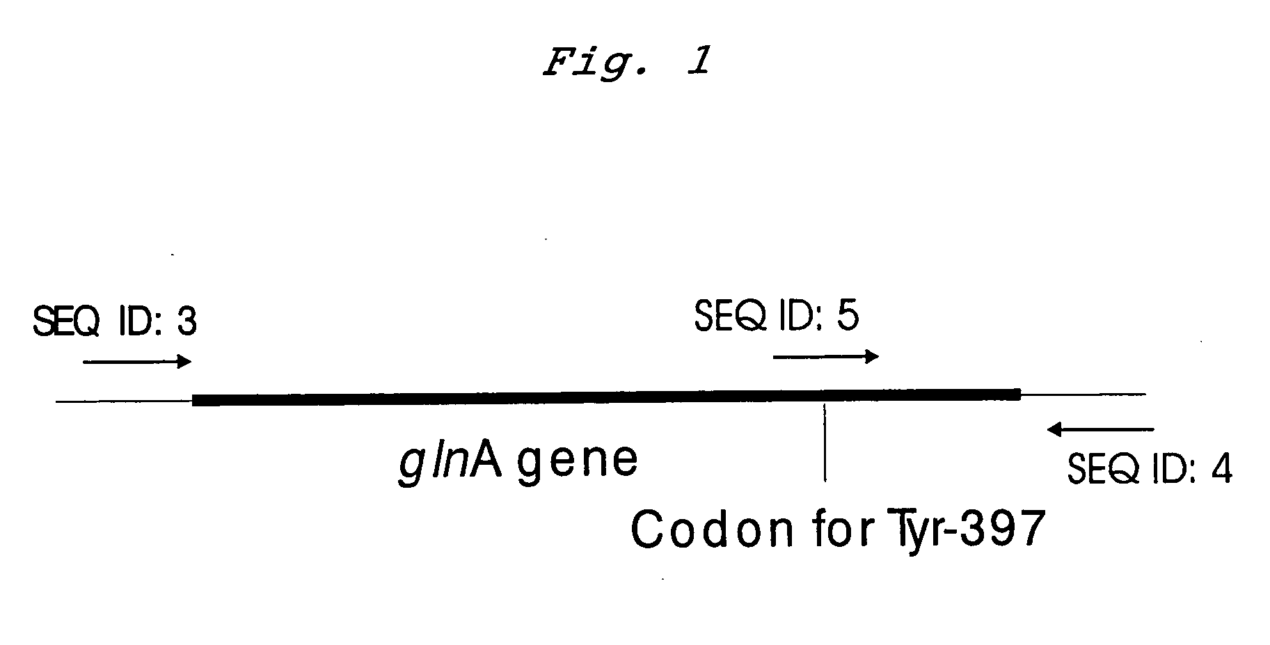 Mutant glutamine synthetase and method for producing amino acids