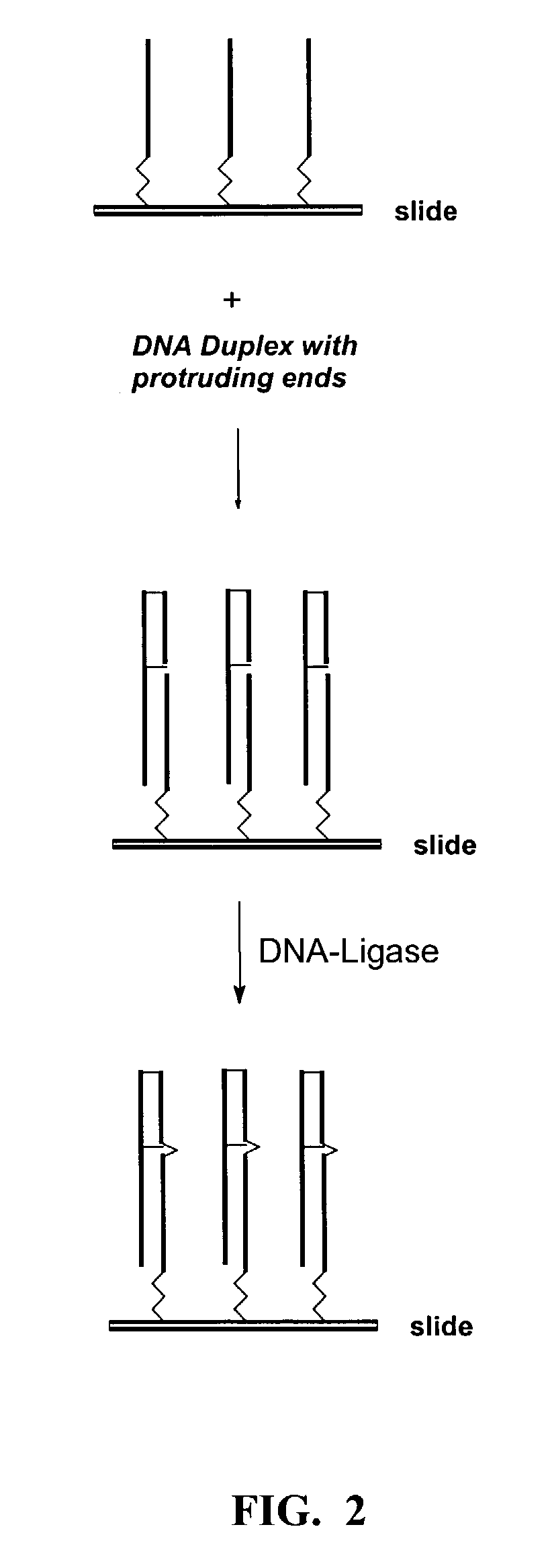 Double stranded nucleic acid biochips