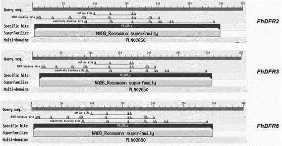 CDNA of Freesia refracta Klatt flavanonol-4-reductase genes