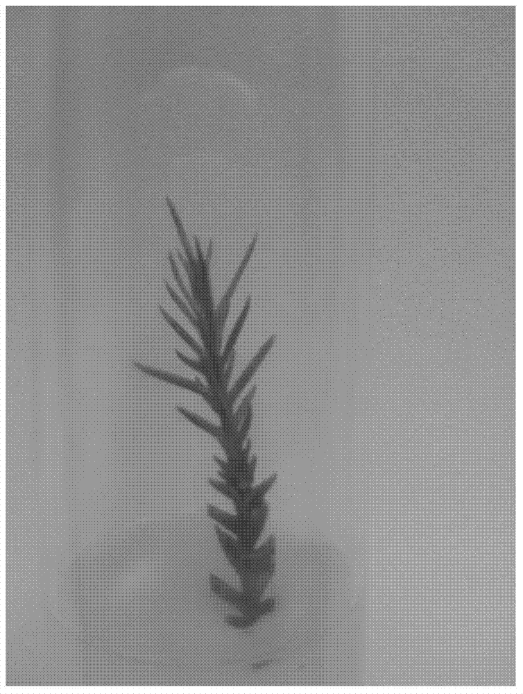 Method for Obtaining Regenerated Plants from Cedar Stem Tissue Culture