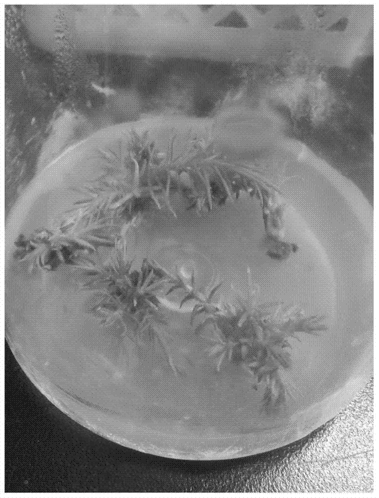 Method for Obtaining Regenerated Plants from Cedar Stem Tissue Culture