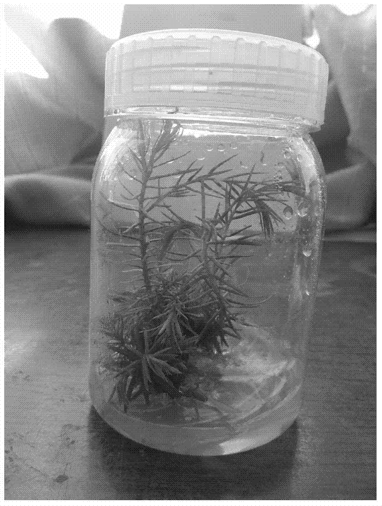 Method for Obtaining Regenerated Plants from Cedar Stem Tissue Culture